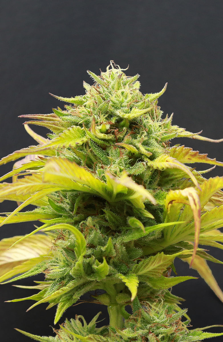 RAINBOW BERRY FAST