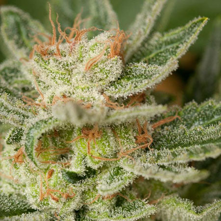 MOBY DICK FEM . Feminized