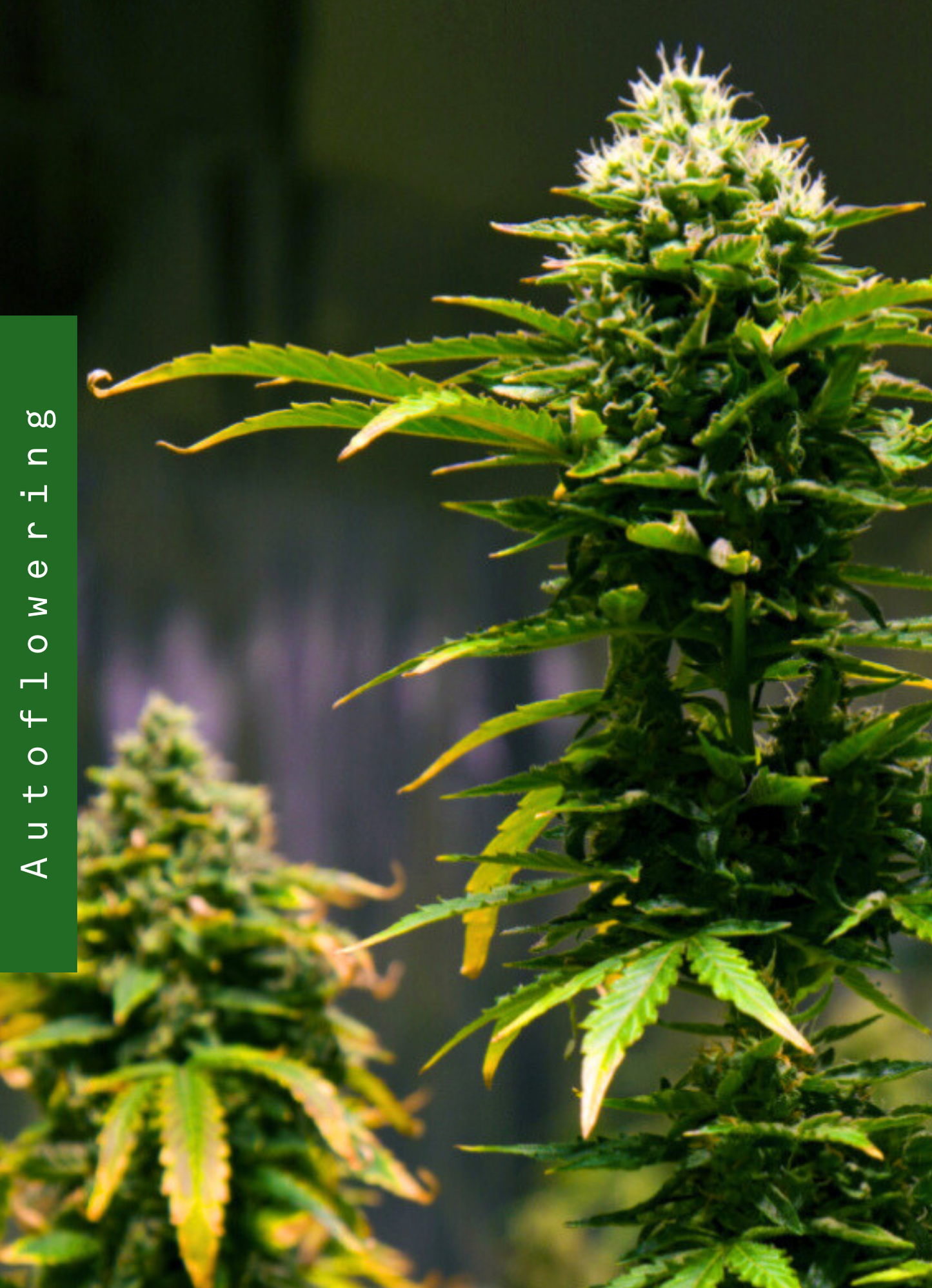 MR JACK AUTO