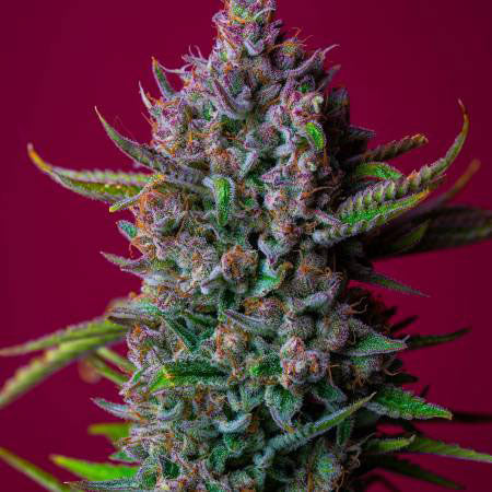 STRAWBERRY AUTO . Autoflowering