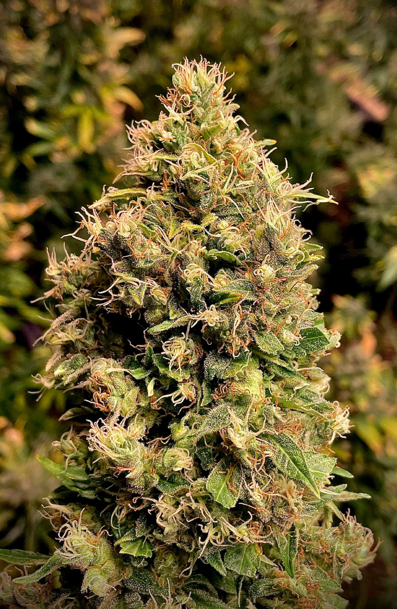 MR JACK AUTO