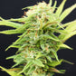 SUGAR CRAVING HIGH-QUALITY SEEDS, THOROUGHLY TESTED We produce and distribute quality CBD GENETICS that provide great results