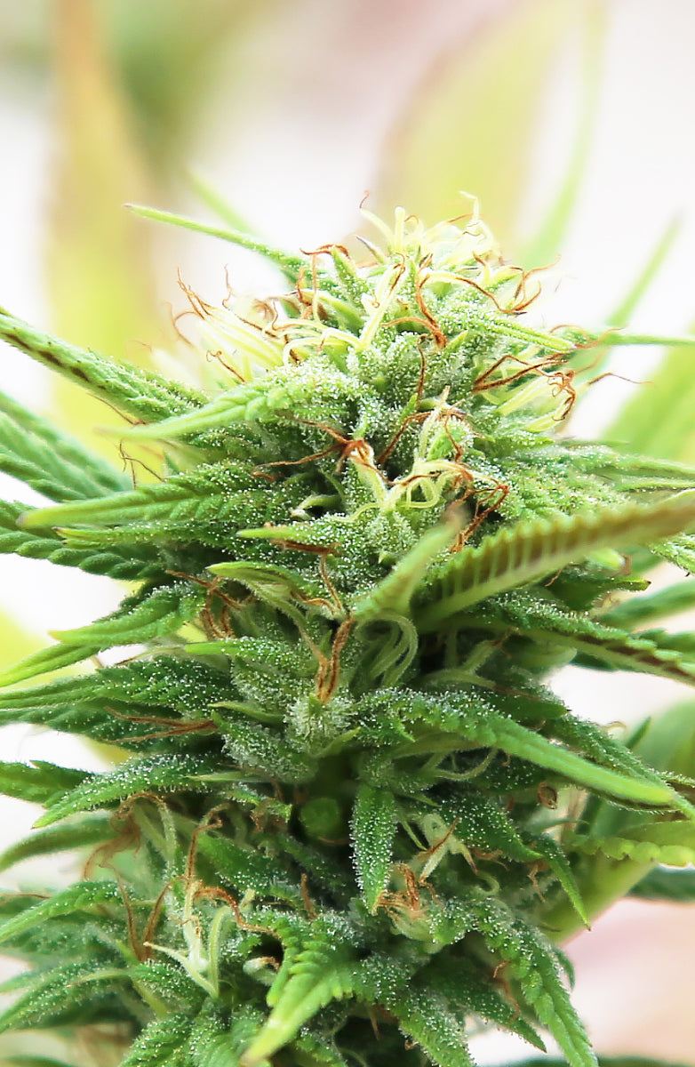 SUGAR CRAVING HIGH-QUALITY SEEDS, THOROUGHLY TESTED We produce and distribute quality CBD GENETICS that provide great results